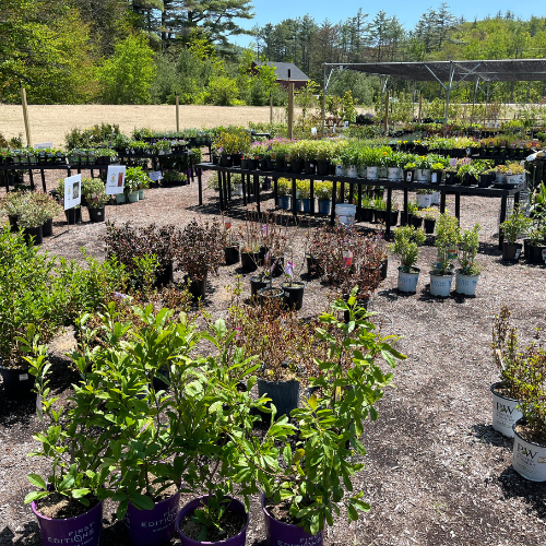 Plants and trees