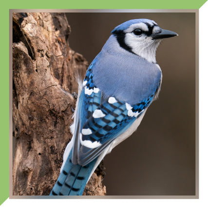 Wild Bird Food & SuppliesBlue Jay