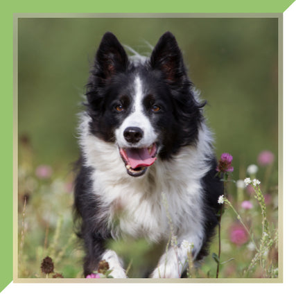 Pet Food & SuppliesDog in flowers