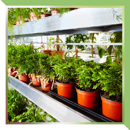 NurseryLive plants
