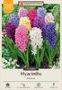 Netherland Bulb Company Hyacinth Mixture (12 Bulbs)