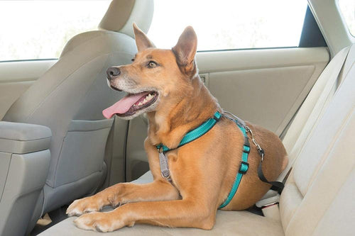 PetSafe 3 in 1 Teal Dog Harness