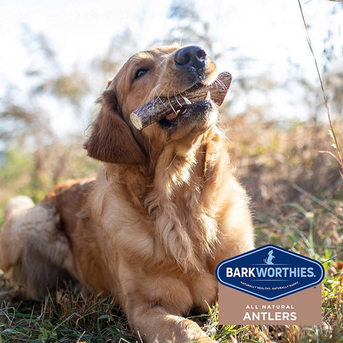 Barkworthies Split Elk Antler Dog Chew for Extra Large Breed Dogs