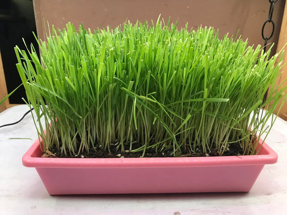 Moms Indoor Cat Large Cat Grass Garden