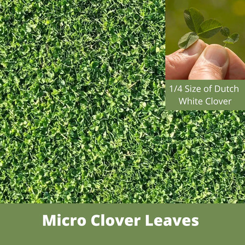 Flawn Seed Kits Micro Clover Eco-Friendly Seeding Kit (Up to 500 Sq. ft.)