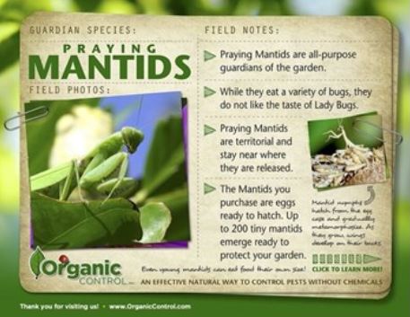 Organic Control Praying Mantids