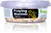 Organic Control Praying Mantids