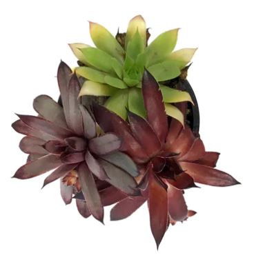 Chick Charms® Trio - Candied Campfire™ Hen & Chicks