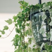 Curtis Wagner Plastics 12″ Hanging Basket Drip Pan