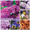 A Cheerful Giver Lilacs In Bloom Mama Candle 22 oz