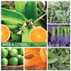A Cheerful Giver Sage & Citrus - 34 oz Papa Candle